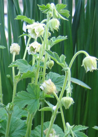 Geum rivale alba                    